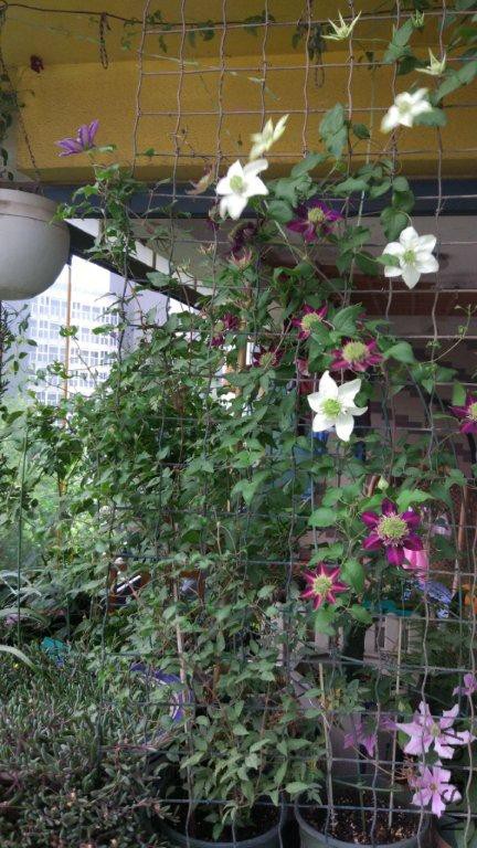 IMG_20170502_064853.jpg