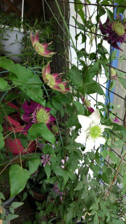 IMG_20170503_070206.jpg