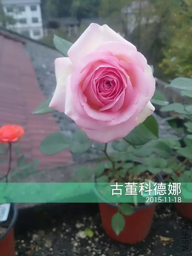 �Ŷ��µ���.jpg