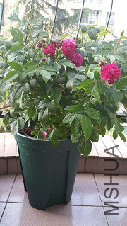 20170616_065950.jpg