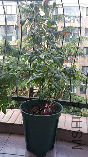 20170616_070005.jpg