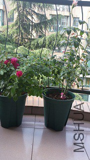 20170616_070019.jpg
