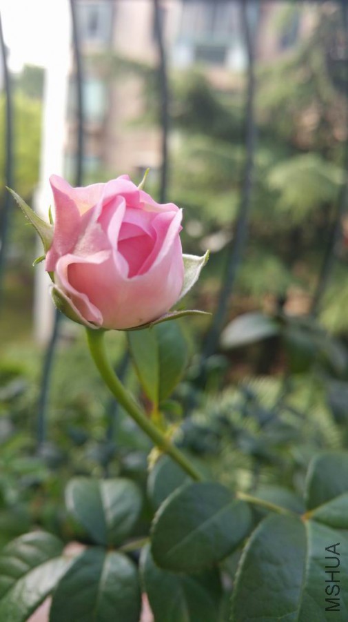 ��ת 20170616_070039.jpg