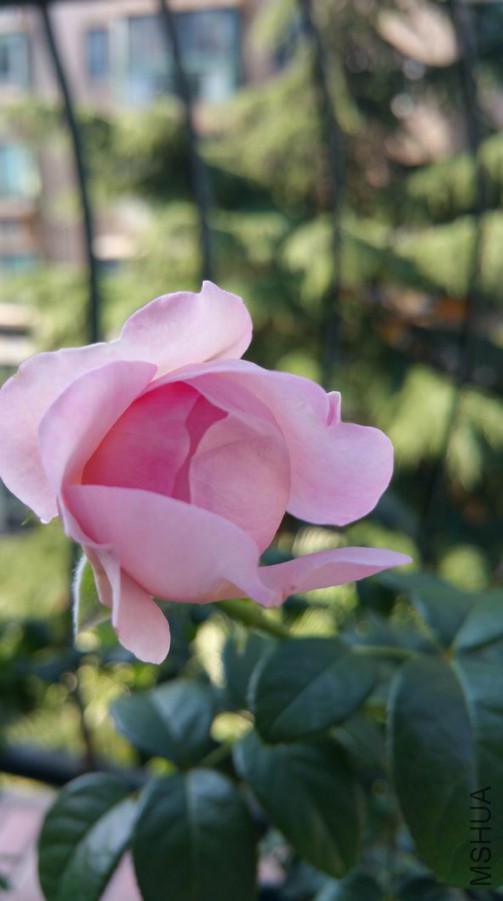 ��ת 20170617_073015.jpg