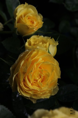 DPP_0218.JPG