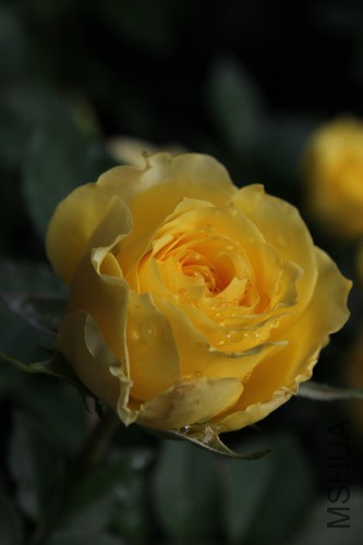 DPP_0219.JPG