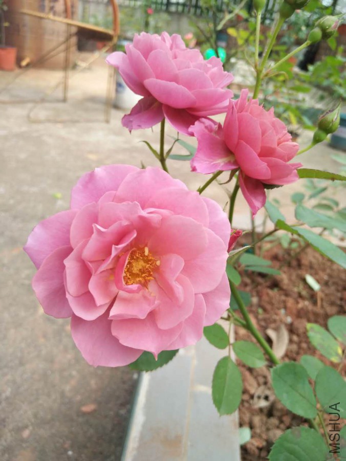΢��ͼƬ_20170504220229.jpg