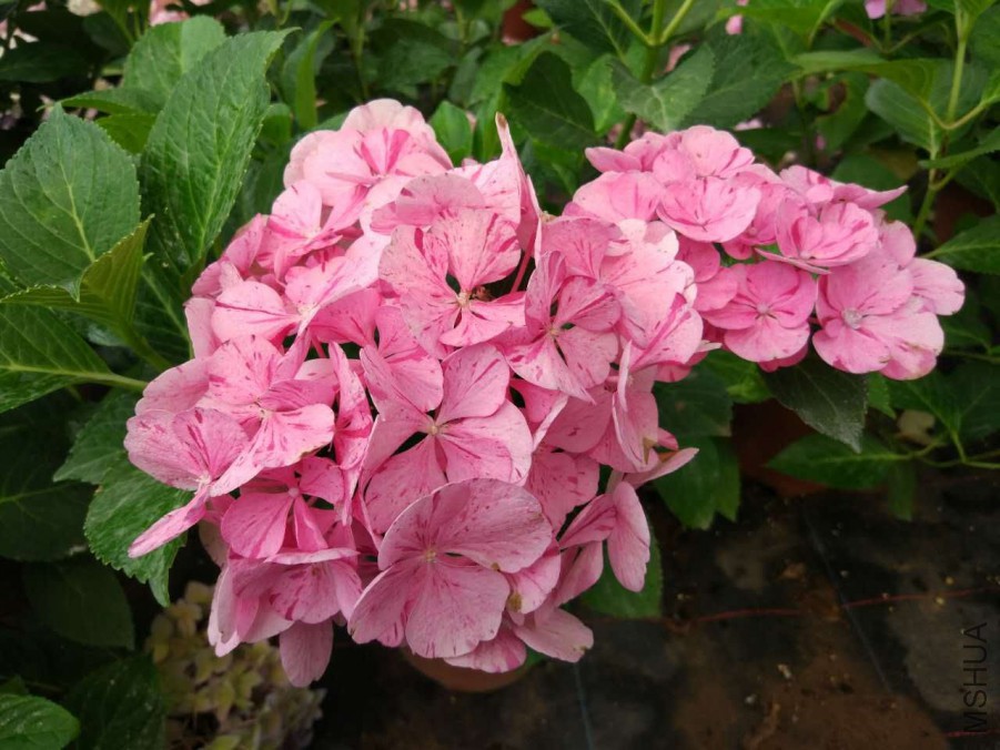 ���۵Ļ���