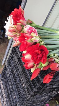 psb (29).jpg