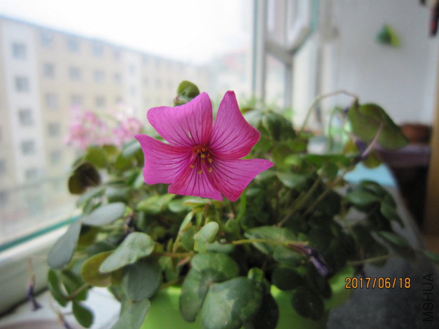 IMG_0001_1024x768.JPG