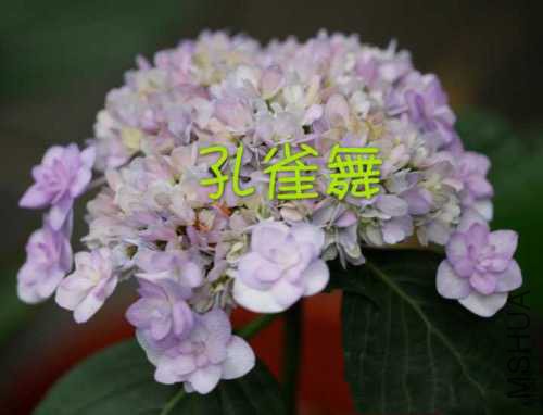 IMG_4421.JPG