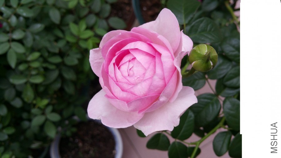 20170619_071635.jpg