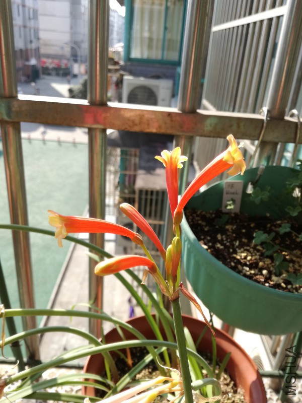IMG_20170126_140505.jpg