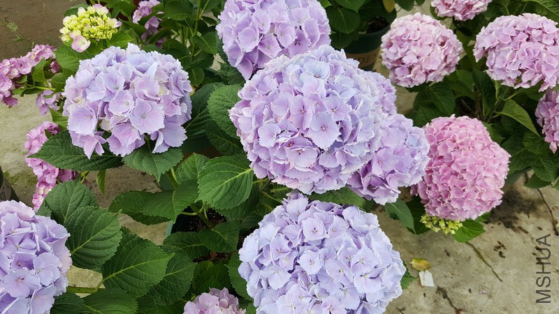 20170524_111038.jpg