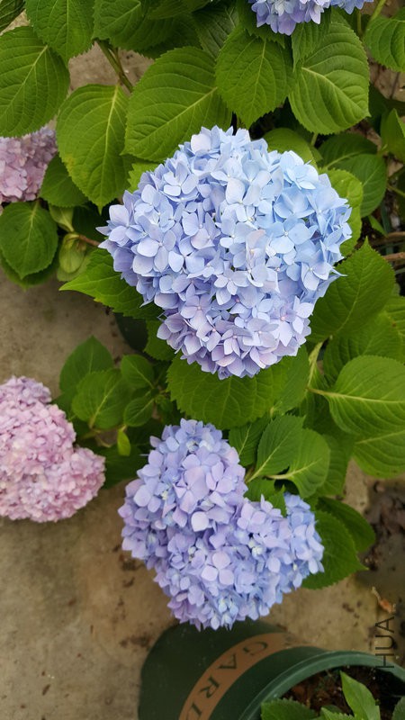 20170524_111408.jpg