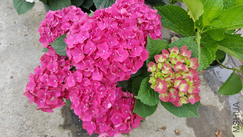 20170524_110923.jpg