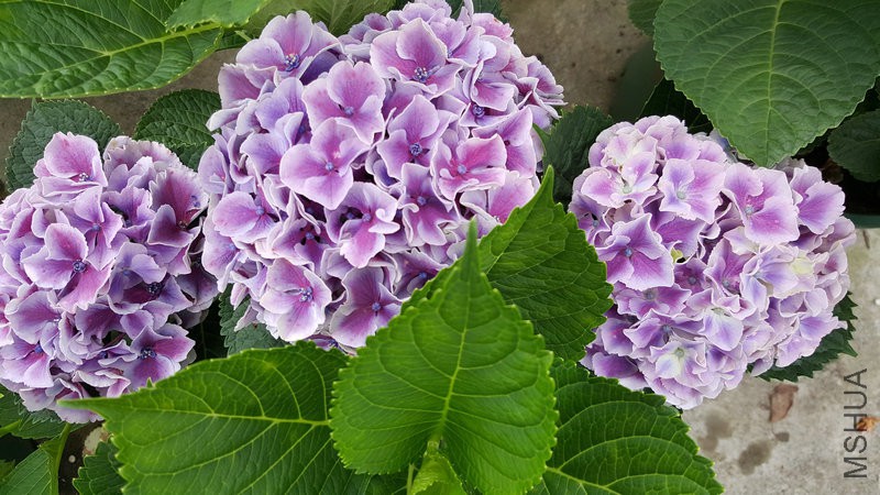 20170524_110856.jpg