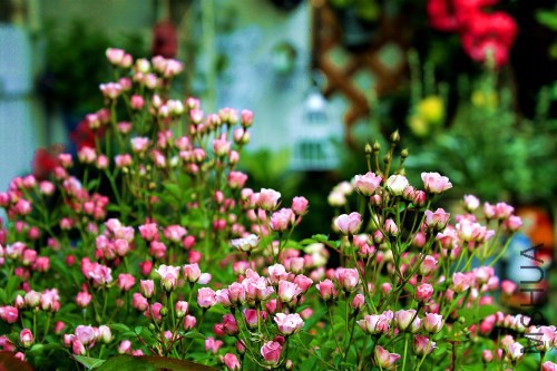 ��������΢�� ��������� �ൽ������ ���ﱬ���� ֱ�Ӵ��������� ��ʺ�����ˡ�����