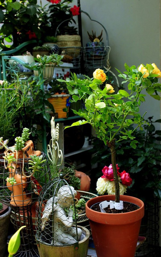 ��˿ȸ������ ����һ�űȻ�������� �Ϻ��꼾�� һֱҲû�� 