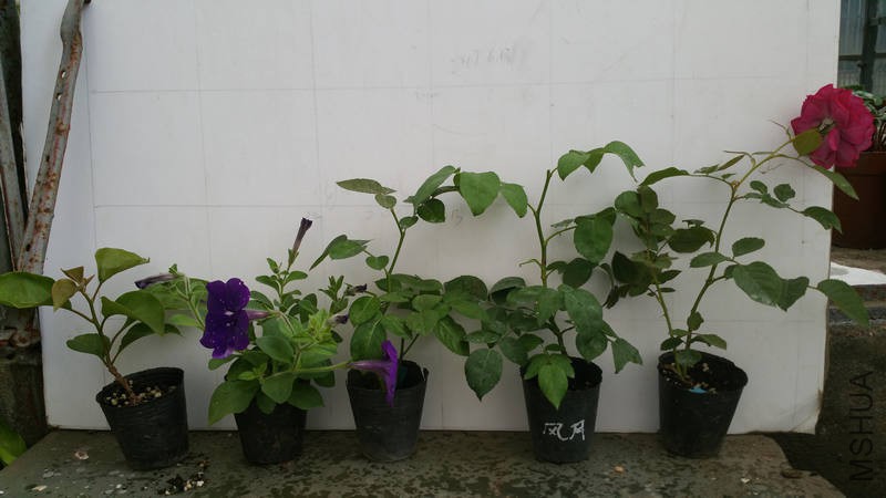 20170619_092404.jpg
