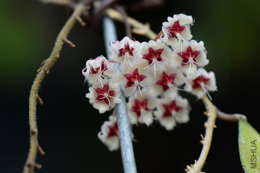 H.caudata���~��