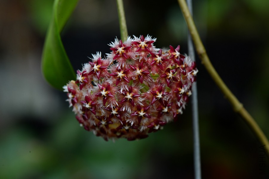 H.mindorensis�t
