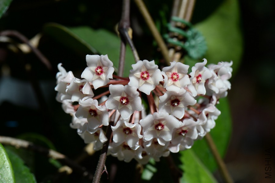 H.dasyantha(���)