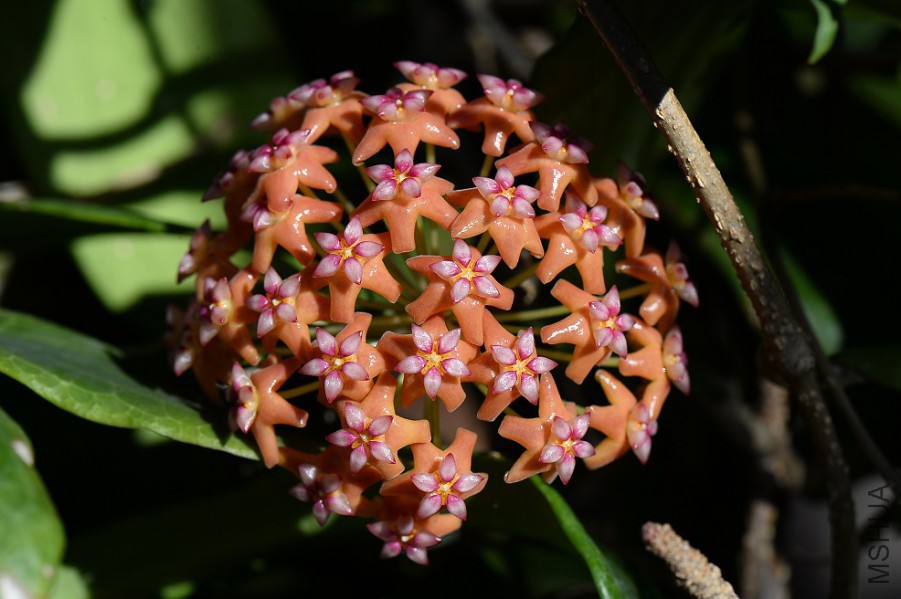 H.benguetensis �����������
