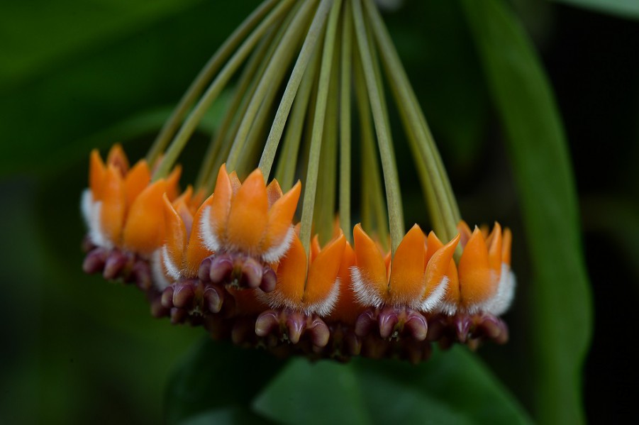 H.praetorii����