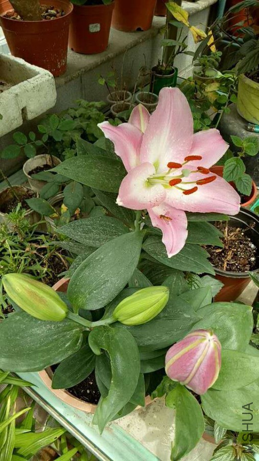 ΢��ͼƬ_20170623102815.jpg