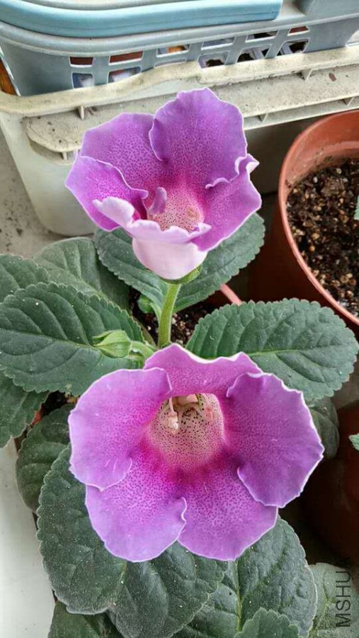 ΢��ͼƬ_20170623122050.jpg