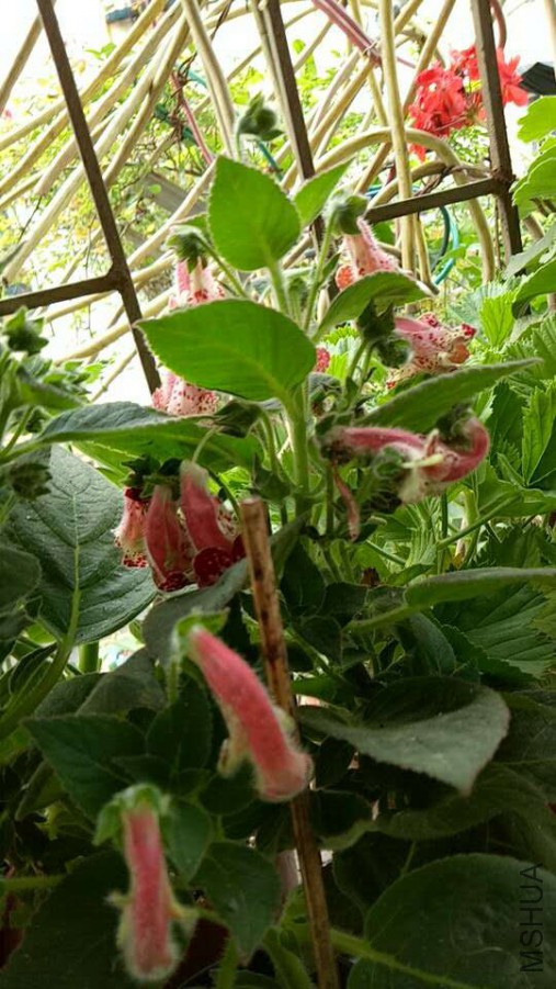 ΢��ͼƬ_20170623122118.jpg