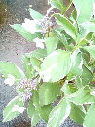 IMG_20170622_181346_567.jpg.JPG