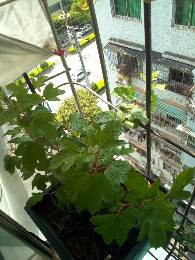 IMG_20170624_095920_710.jpg.JPG