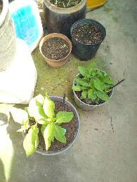 IMG_20170624_100726_740.jpg.JPG