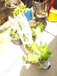 IMG_20170624_113006_024.jpg.JPG