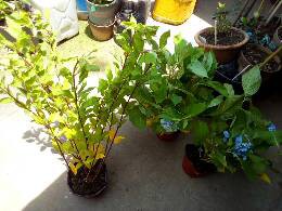 IMG_20170624_114201_126.jpg.JPG