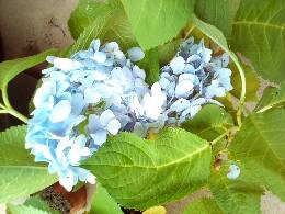 IMG_20170624_114258_477.jpg.JPG