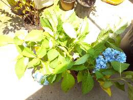 IMG_20170624_114415_612.jpg.JPG