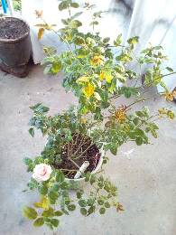 IMG_20170624_181517_617.jpg.JPG