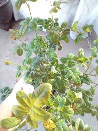 IMG_20170624_181554_039.jpg.JPG