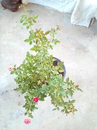 IMG_20170624_182231_130.jpg.JPG