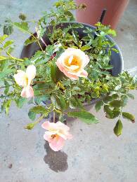 IMG_20170624_182618_989.jpg.JPG