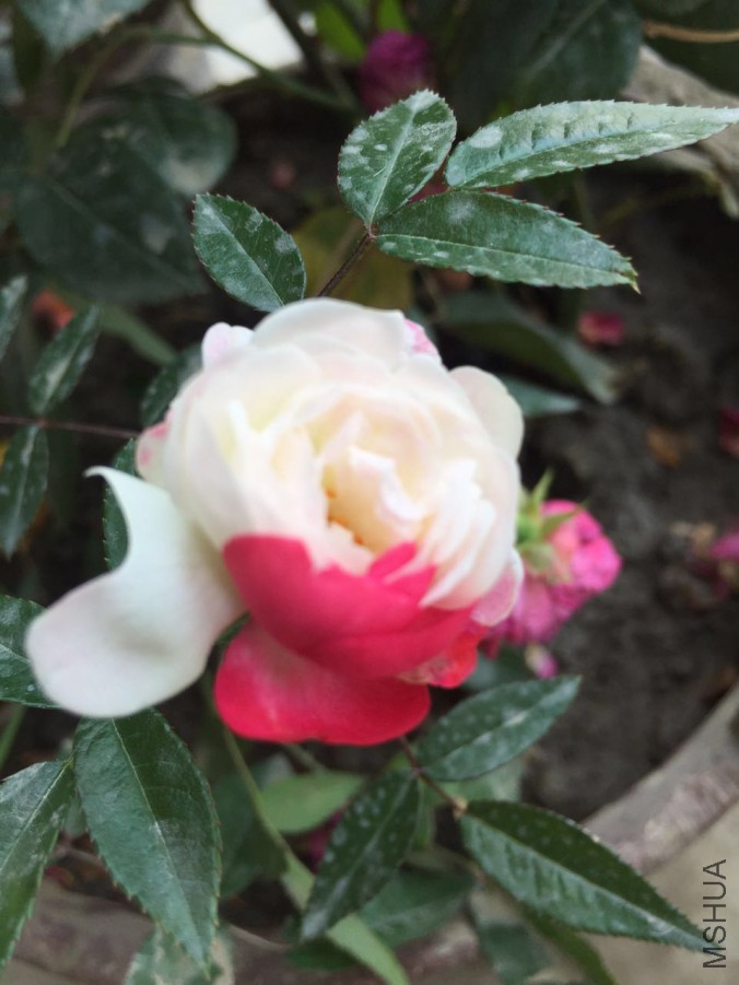΢��ͼƬ_20170626102717.jpg