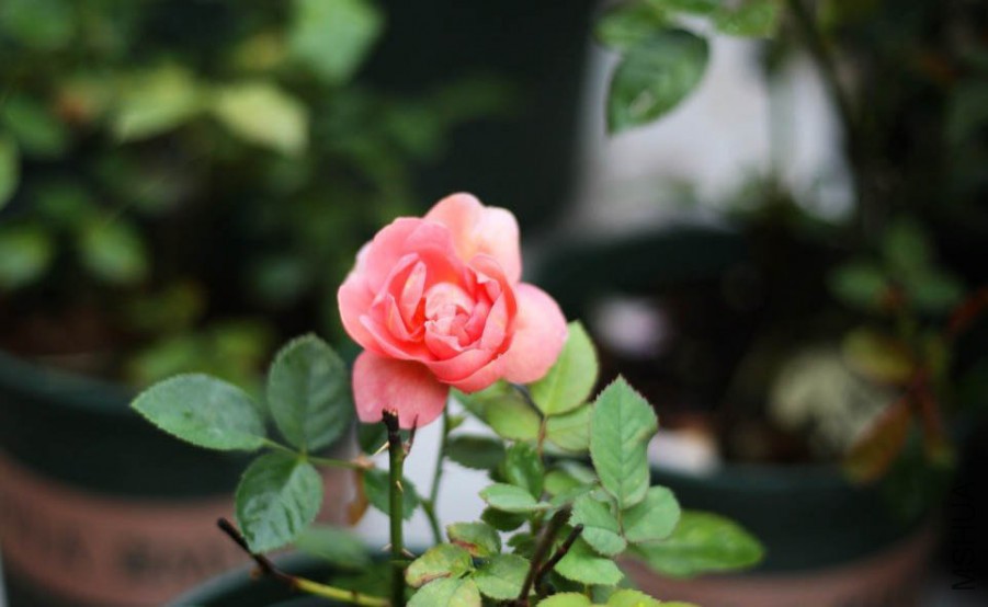 122327pdg2f2z17tld1hlv.jpg