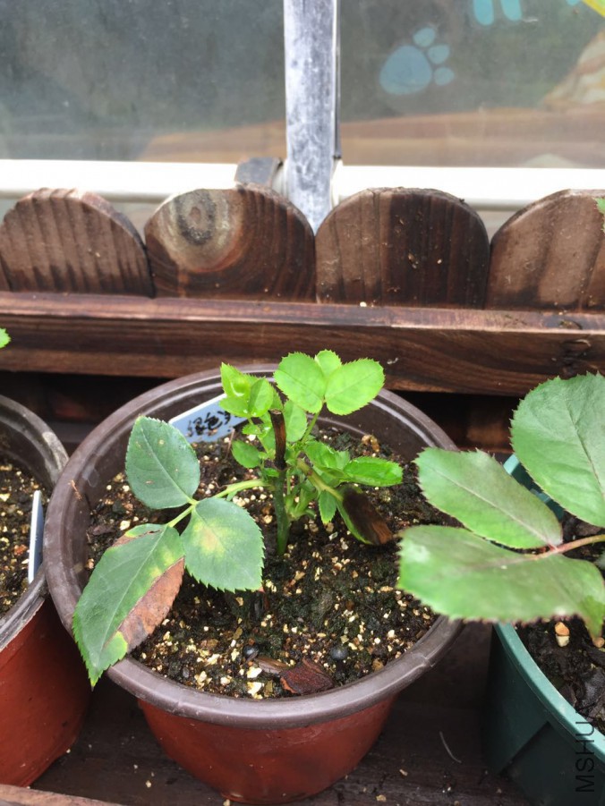 ��ɫ����-20170626.jpg