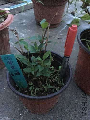 IMG_2106.JPG
