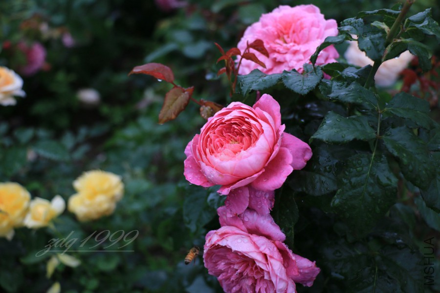 IMG_7455.jpg
