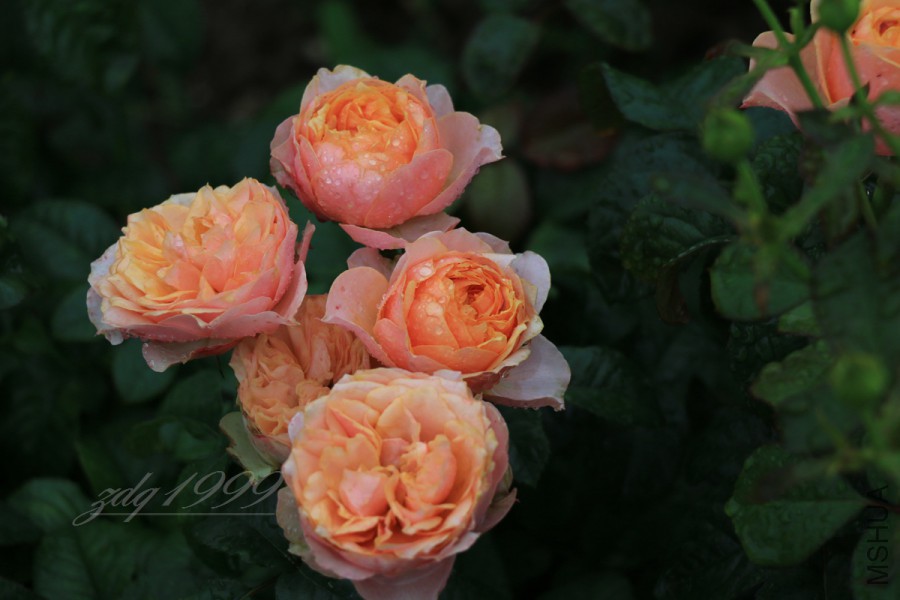 IMG_7473.jpg