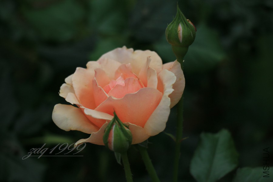 IMG_7484.jpg